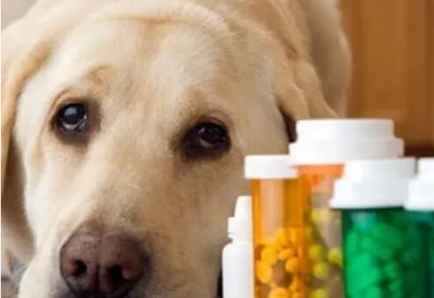 犬瘟熱病毒滅活檢測(cè)