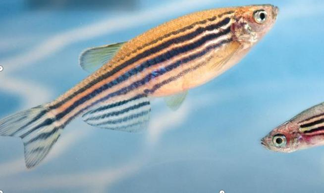 斑馬魚(yú)功效測(cè)試步驟